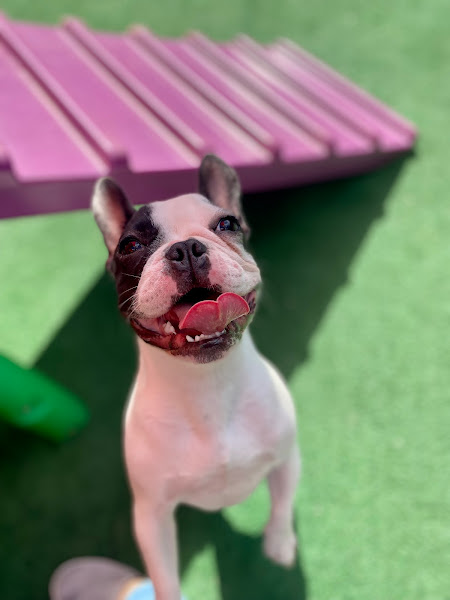 Foto 2 Tom Butique dos Bichos - Creche para Cães, Hotel para Cães e Gatos, Banho e Tosa e Pet Shop.