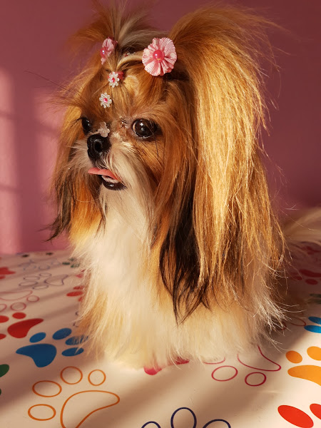 Beleza Pet - Banho e Tosa Pet Shop