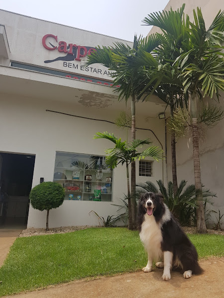 CARPE DIEM BEM ESTAR ANIMAL