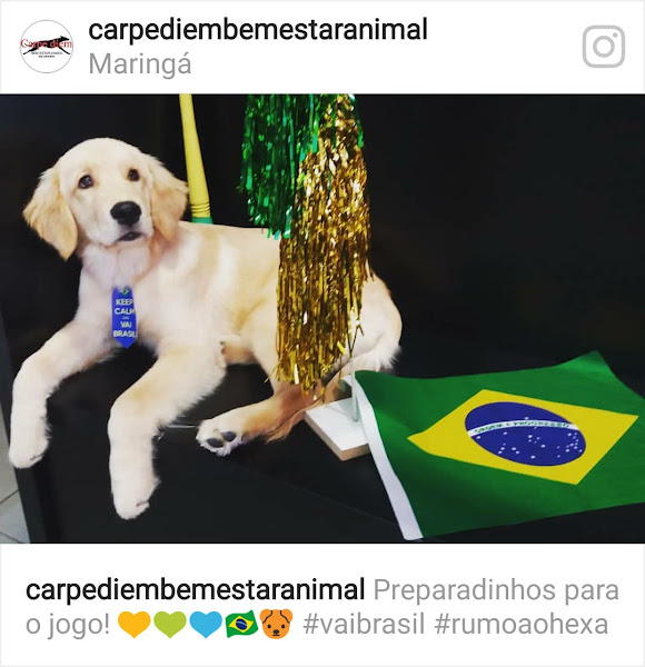 Foto 4 CARPE DIEM BEM ESTAR ANIMAL