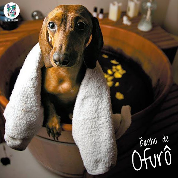 Foto 5 CARPE DIEM BEM ESTAR ANIMAL