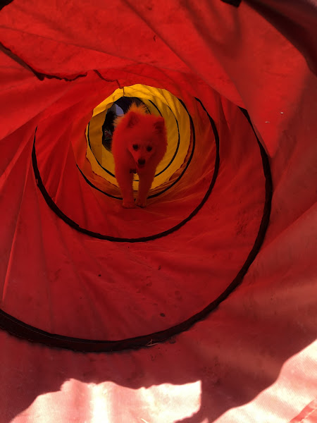 Foto 2 the dog pet club