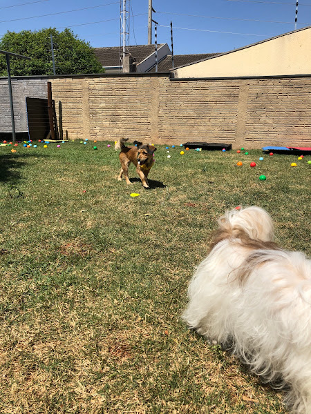 Foto 3 the dog pet club