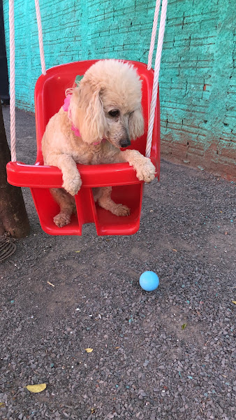 Foto 4 the dog pet club