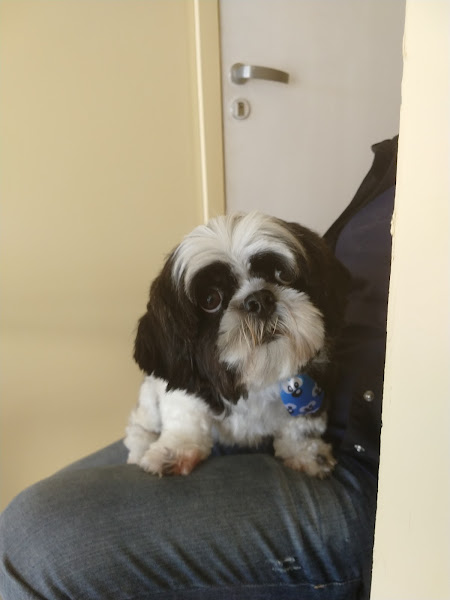 Cantinho do Pet Estética Animal Pet Store