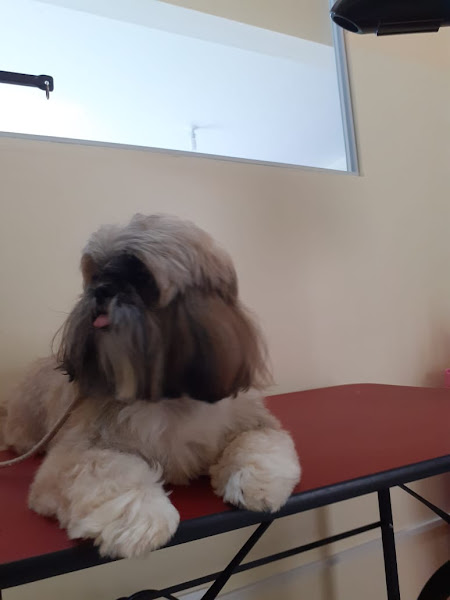 Foto 4 Cantinho do Pet Estética Animal Pet Store