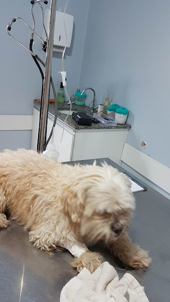 Foto 1 Espaço Animal Clínica Veterinária, Pet Shop, Banho e Tosa