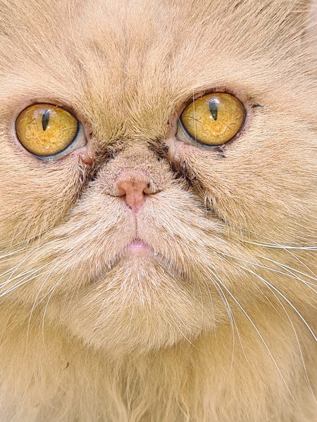 Foto 1 Gato Ponto Cão Clínica Veterinária e Pet Shop