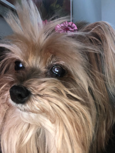 SOS Animal Centro Veterinário