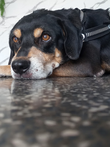 Foto 3 Kanin Clínica Veterinária 24h