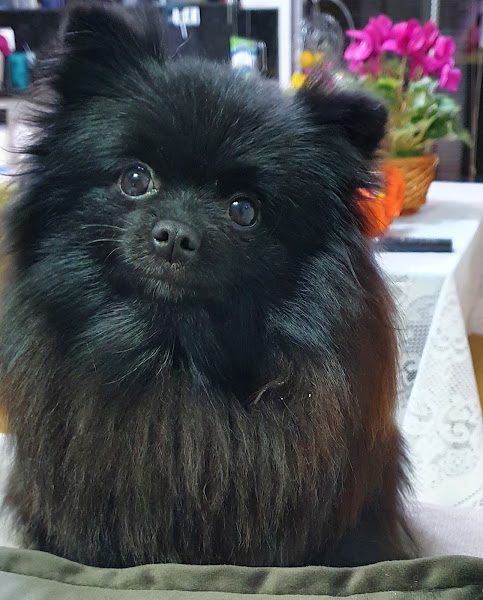 Foto 2 ProntoDog & Cat Clínica Veterinária