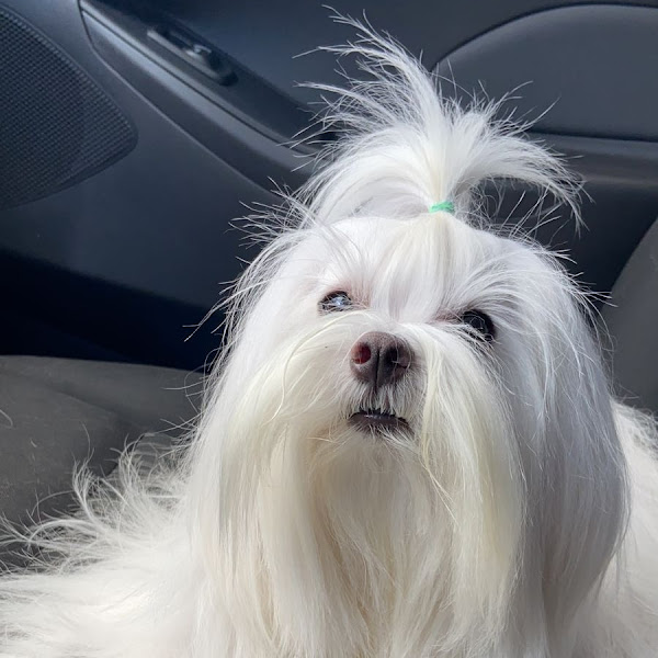 Foto 3 ProntoDog & Cat Clínica Veterinária