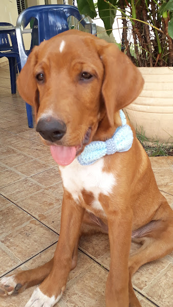 Foto 5 ProntoDog & Cat Clínica Veterinária