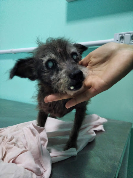 Foto 1 Inuvet Clínica Veterinária