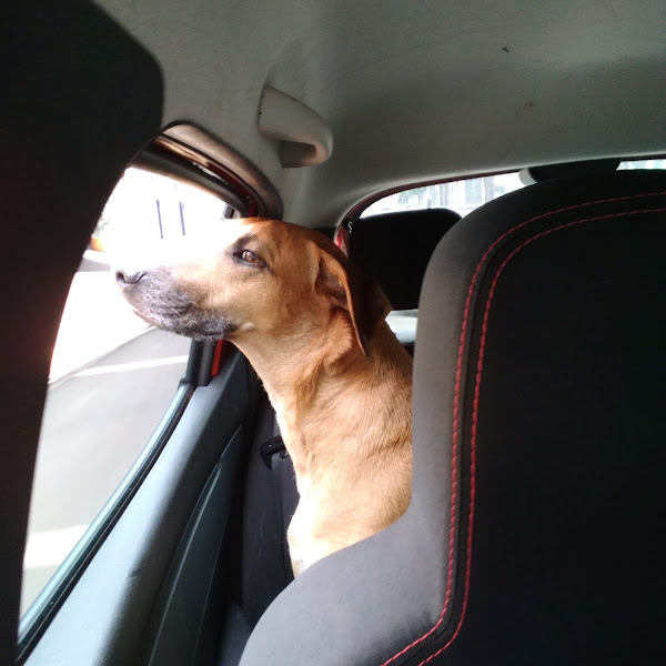 Foto 1 Clínica Veterinária Animalmed Maringa