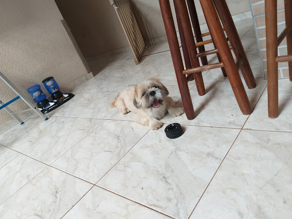 Foto 2 Clínica Veterinária Animalmed Maringa