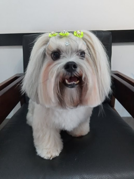 Foto 2 Clínica Veterinária Alere