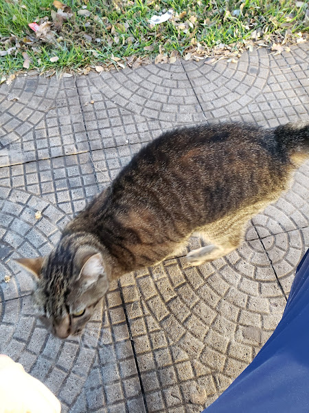 Foto 2 Clinica Veterinaria Alvorada