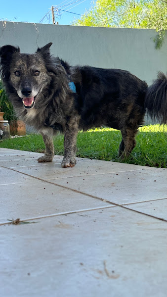 Clínica Veterinária Cão & Gato - Dra Kalinka Clínica Veterinária Cão & Gato - Dra Kalinka