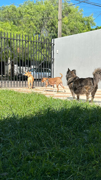 Foto 1 Clínica Veterinária Cão & Gato - Dra Kalinka