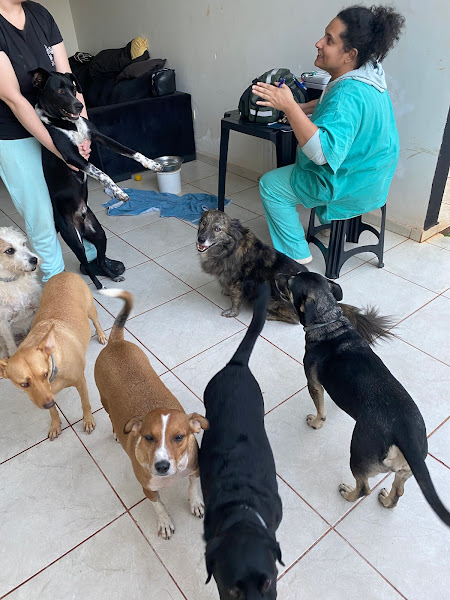 Foto 2 Clínica Veterinária Cão & Gato - Dra Kalinka