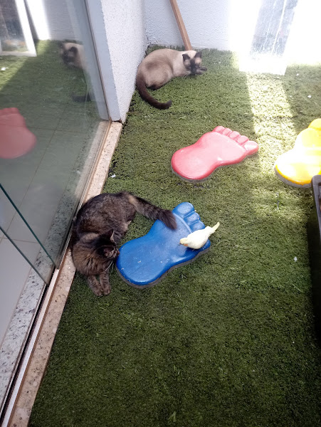 Clínica Veterinária Uninga