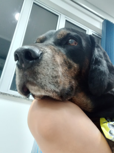 Foto 1 Clínica Veterinária Uninga