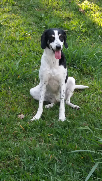 Foto 1 CLÍNICA VETERINÁRIA DR. ELI FERRAREZI