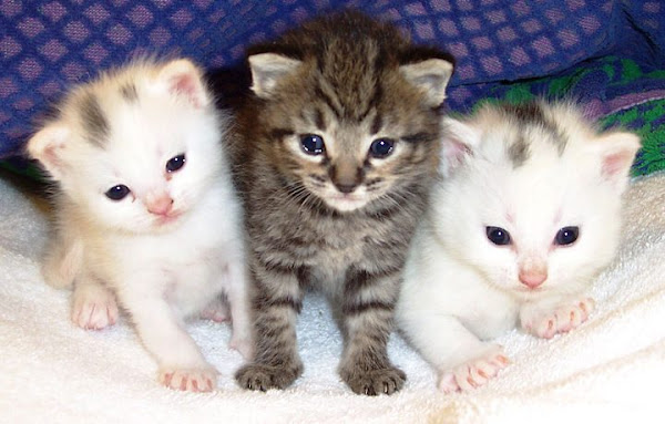 Foto 3 CLÍNICA VETERINÁRIA DR. ELI FERRAREZI