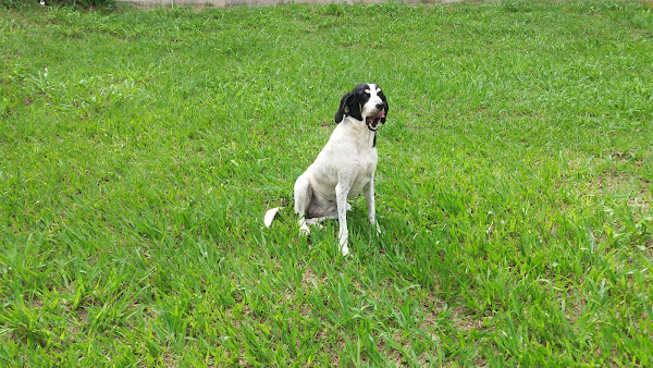 Foto 5 CLÍNICA VETERINÁRIA DR. ELI FERRAREZI