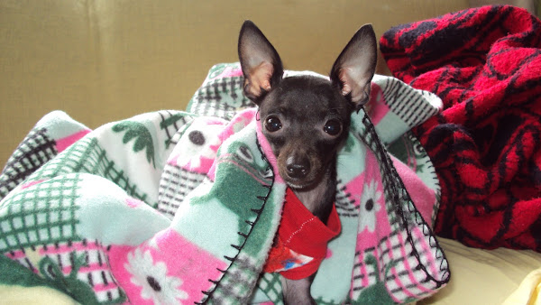 Foto 6 CLÍNICA VETERINÁRIA DR. ELI FERRAREZI