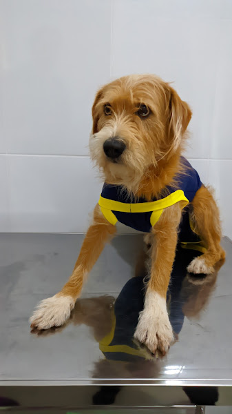 Foto 3 Med Cão Foto 3 Med Cão