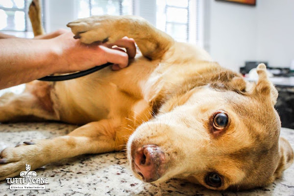Tutti Cane Clínica Veterinária