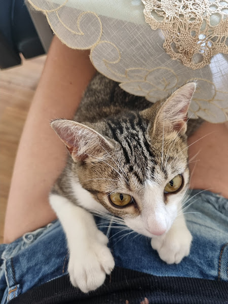 Foto 1 Tutti Cane Clínica Veterinária