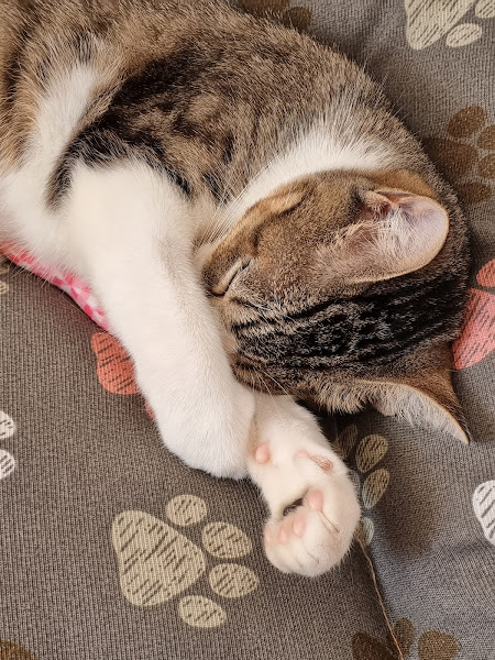 Foto 2 Tutti Cane Clínica Veterinária