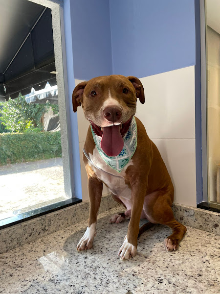 Foto 1 Animed Maringá