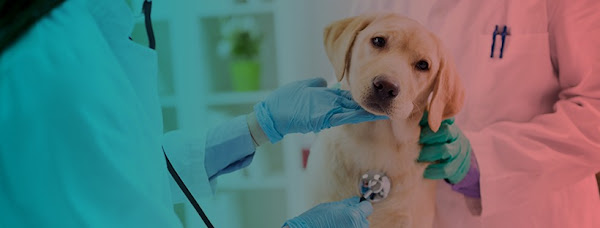 Clinica Veterinária Vittali