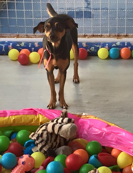 Foto 2 Clínica Veterinária e Day Care Vet Center - Dr. Hugo Kimura