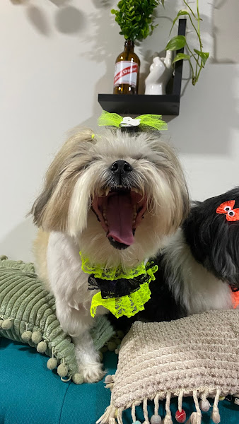 Dra. Claudia Russo Clínica Veterinária 24 horas