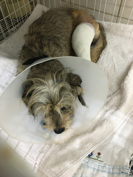 Clínica Veterinária Villa Animal