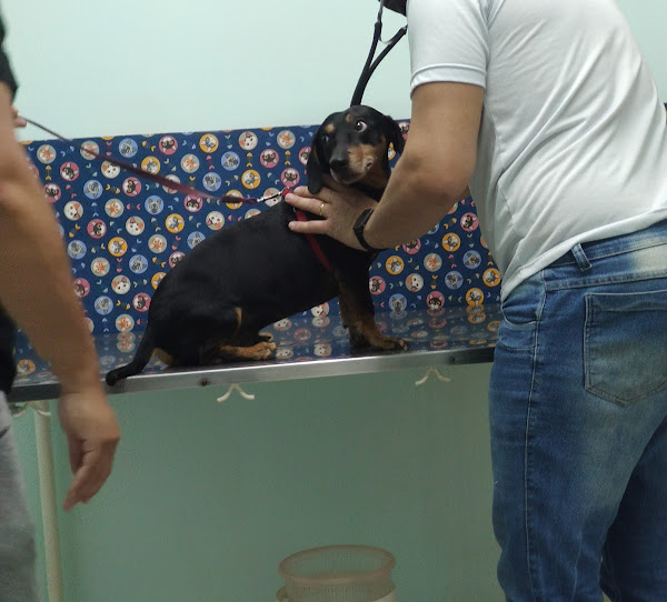 Foto 1 Clínica Veterinária Villa Animal