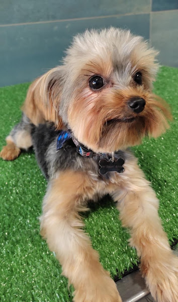 Foto 1 Clínica Veterinária Imperial Foto 1 Clínica Veterinária Imperial