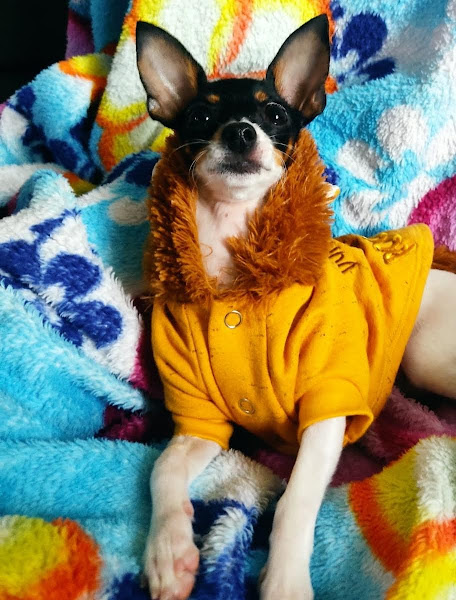 Clínica Veterinária Vida Animal