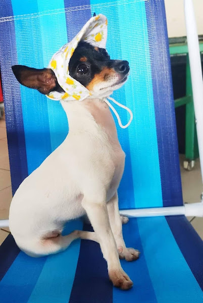 Foto 1 Clínica Veterinária Vida Animal