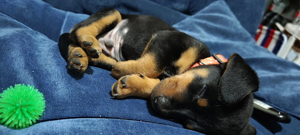 Foto 1 Clínica veterinária Dr. Animal