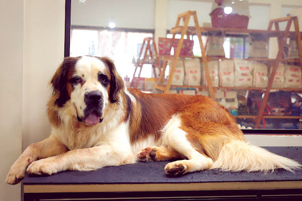 Patas da Terra Clínica Veterinária e Pet Shop