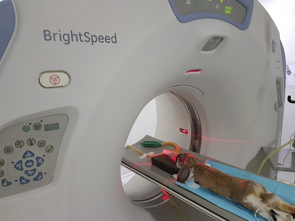 Foto 3 CDVET - Centro de Diagnóstico Veterinário