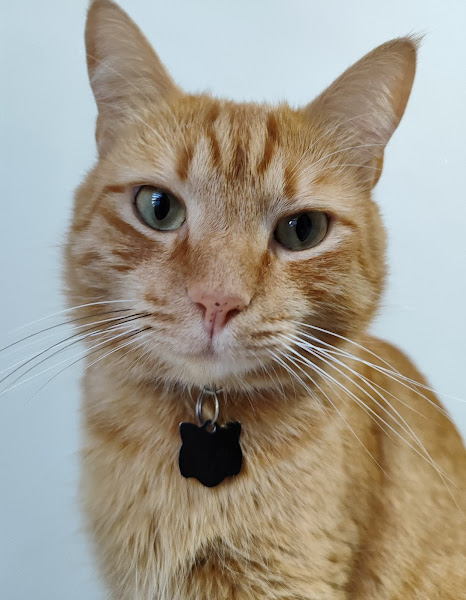 Foto 1 Pets & Vets Clínica Veterinária