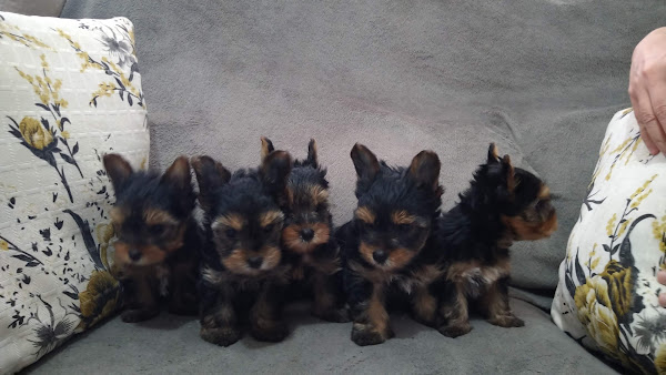 Foto 3 Pets & Vets Clínica Veterinária