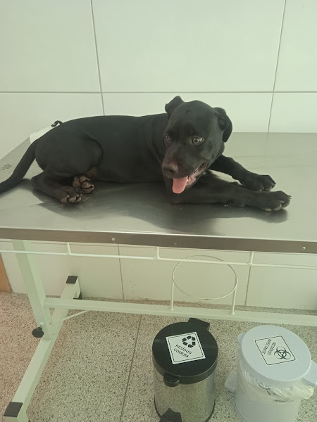 Foto 5 Pets & Vets Clínica Veterinária Foto 5 Pets & Vets Clínica Veterinária